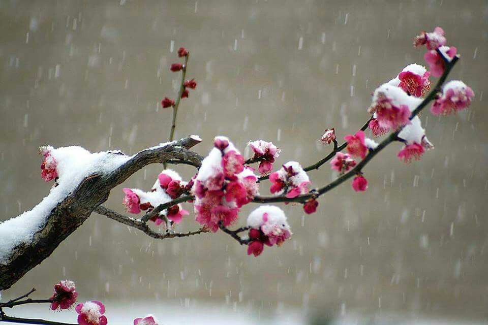 Plum blossom. Цветущая Сакура в снегу. Цветение Мейхуа. Мейхуа солнце снег. Цветы Сакуры на снегу.